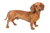 Weiner dog