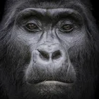 A Very Quiet Gorilla