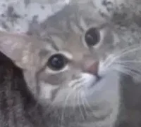 Talkative Cat