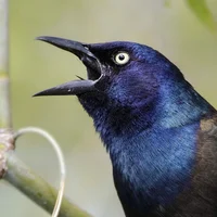 Common Grackle