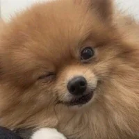 Shoob