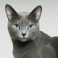 Bluestar