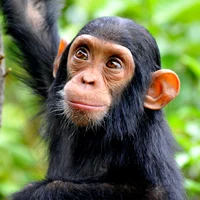 Chimpanzee