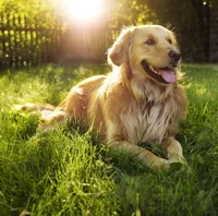 Dog AI