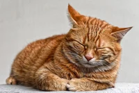 Cat AI