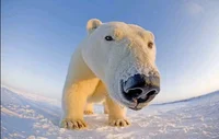 Polar bear