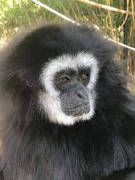 Lar Gibbon