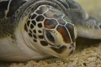 Green Sea Turtle