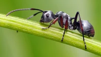 An Ant