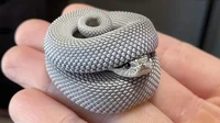 Snek