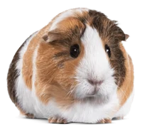 Guinea pig