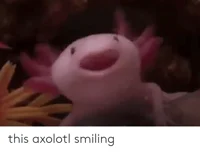 Axolotl