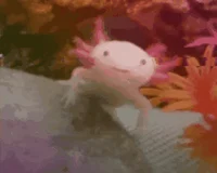 Berus Axolotl