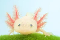 Peaceful Axolotl