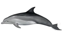 Dolphin