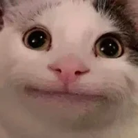 Beluga Cat