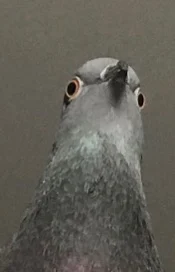 Pigeon