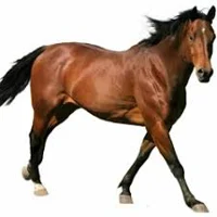 horse