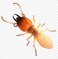 Termite