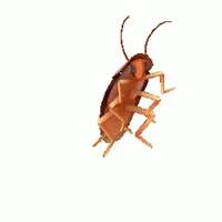 Dancing Cockroach