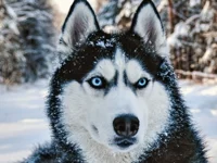 Husky