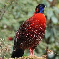 Satyr Pheasant