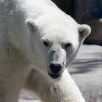 A Polar Bear