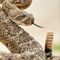 A Rattlesnake