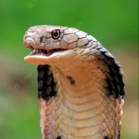 A King Cobra