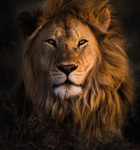 African Lion