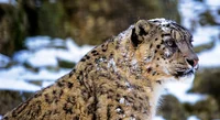 Snow Leopard