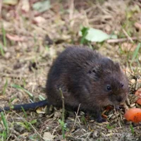 I sell water voles