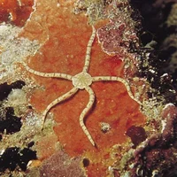 the brittle star fan