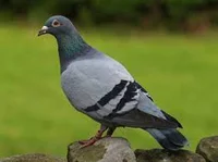 Pigeon