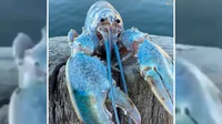 Blue Lobster