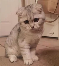 Scottish fold Cat