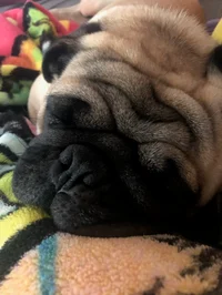 Pugly