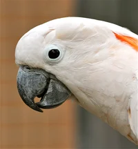 Benny The Cockatoo