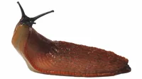 Slug