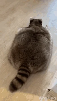 fat racoon