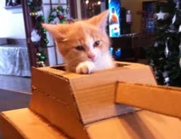 Cat in a tank