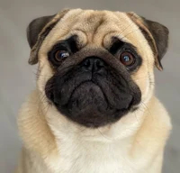 Puggy
