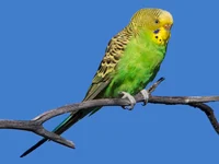Budgerigar