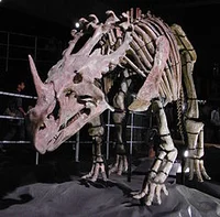 sinoceratops