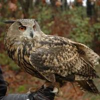 Eagle Owl 