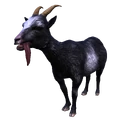 Pilgor goat sim