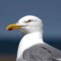 Seagull
