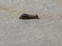 Little Worm