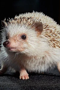 Hedgehog