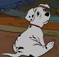 Rolly Dalmatian